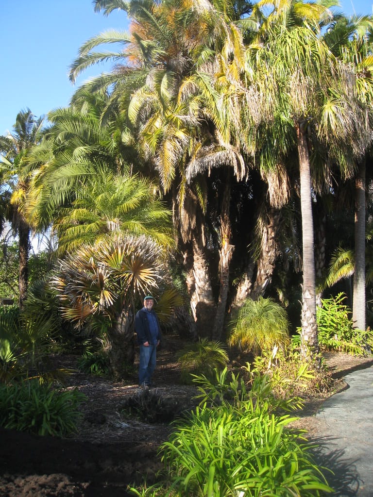 Palmetum de Santa Cruz - Turismo de Tenerife 4 Palmetum de Santa Cruz