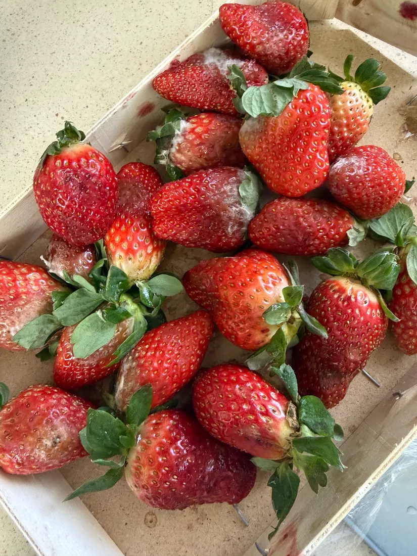 Frutas y Verduras El Sobradillo — Santa Cruz de Tenerife