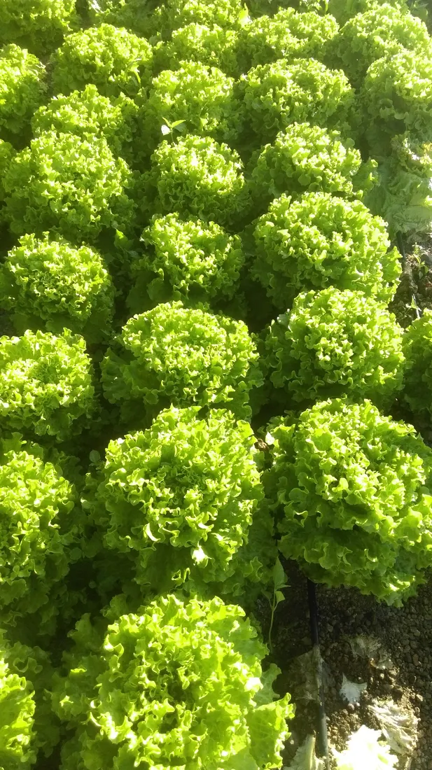 Fruteria La Finca — La Laguna