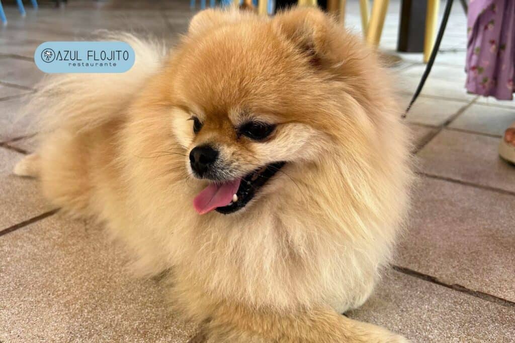 Blog 1 pet friendly azul flojito los cristianos perro raza pomeranian