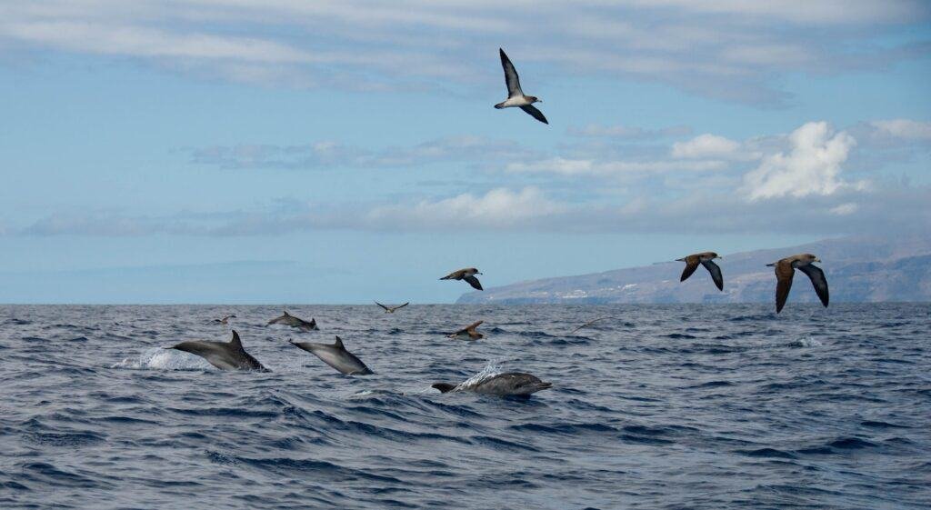 arona tenerife a flock of birds flying over the ocean - azul flojito restaurante
