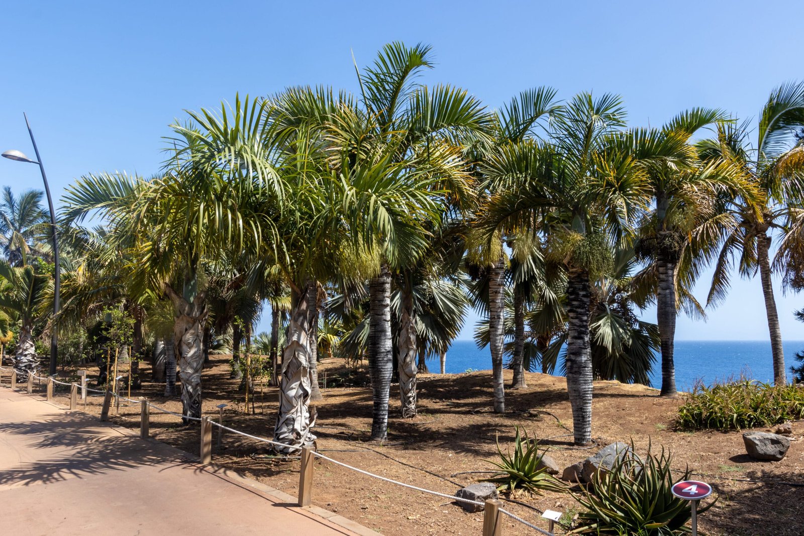 Palmetum de Santa Cruz – Turismo de Tenerife